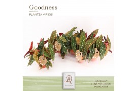 Begonia maculata Spotlight Green Maculata Spotlight Green P14 DolcAmor