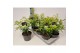 Choisya ternata Choisya ternata Goldfingers P17 20 cm diameter 