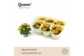 Kalanchoe more flowers lausanne Geel/Rood Queen