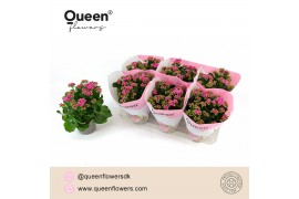 Kalanchoe blossfeldiana perfecta purple Augusta Paars