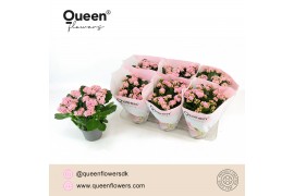 Kalanchoe more flowers lillian licht roze Queen