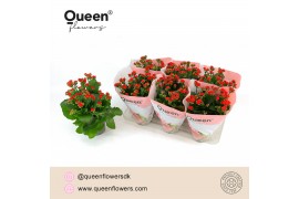 Kalanchoe rose flowers noelle rood Queen