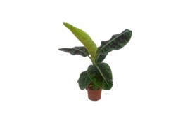 Musa dwarf cavendish