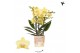 Phalaenopsis multiflora geel Kolibri Orchids Phalaenopsis Albenga 3 sp 