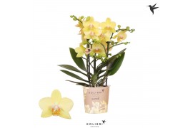 Phalaenopsis multiflora geel Kolibri Orchids Phalaenopsis Albenga 3 sp