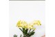 Phalaenopsis multiflora geel Kolibri Orchids Phalaenopsis Albenga 3 sp 