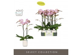 Phalaenopsis Optistar - Sorano - 2 tak - Molise White Aquo