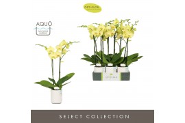 Phalaenopsis anthura ferrara Optistar - Ferrara - 2 tak - Molise White