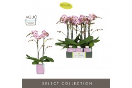 Phalaenopsis Optistar - Sorano - 2 tak - Molise Lilac Aquo