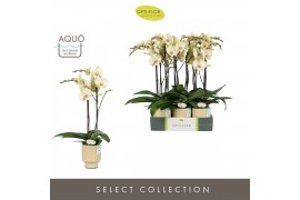 Phalaenopsis geel Optistar - Turner - 2 tak - Emilia Sand Aquo
