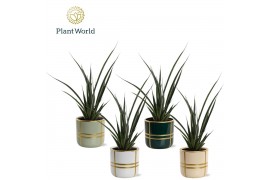 Kamerplanten mix Sansevieria kirkii Friends in keramiek Lauri 2 pp