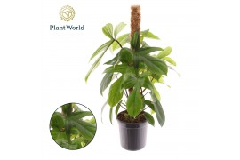 Philodendron green beauty Philodendron Green Beauty Mosstok 1 pp