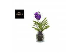 Vanda hybriden Bose glas - Blue