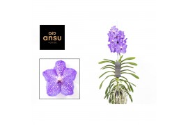Vanda hybriden Light Blue