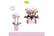 Phalaenopsis roze MyMonro - Make-up - 2 tak - Molise Lilac Aquo 