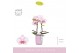 Phalaenopsis roze MyMonro - Make-up - 2 tak - Molise Lilac Aquo 