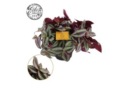 Tradescantia zebrina purpusii