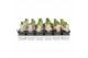 Hyacinthus orientalis white pearl 1pp 