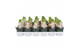 Hyacinthus orientalis white pearl 1pp