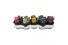 Hyacinthus orientalis mix 3pp - 5 kleuren