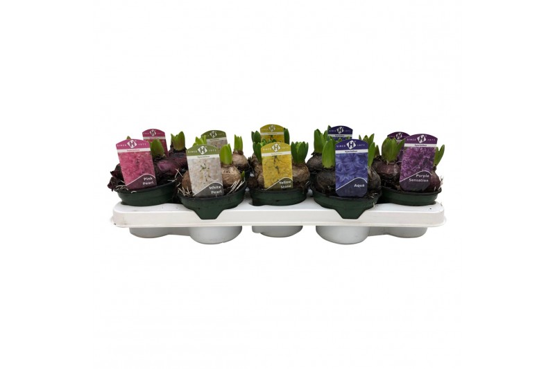 Hyacinthus orientalis mix 3pp - 5 kleuren Hyacinthus orientalis mix 3pp - 5 kleuren