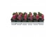 Hyacinthus orientalis jan bos 1pp 