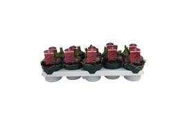 Hyacinthus orientalis jan bos 3pp