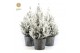 Picea glauca december P19 in Wood + Snow 