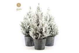 Picea glauca december P19 in Wood + Snow