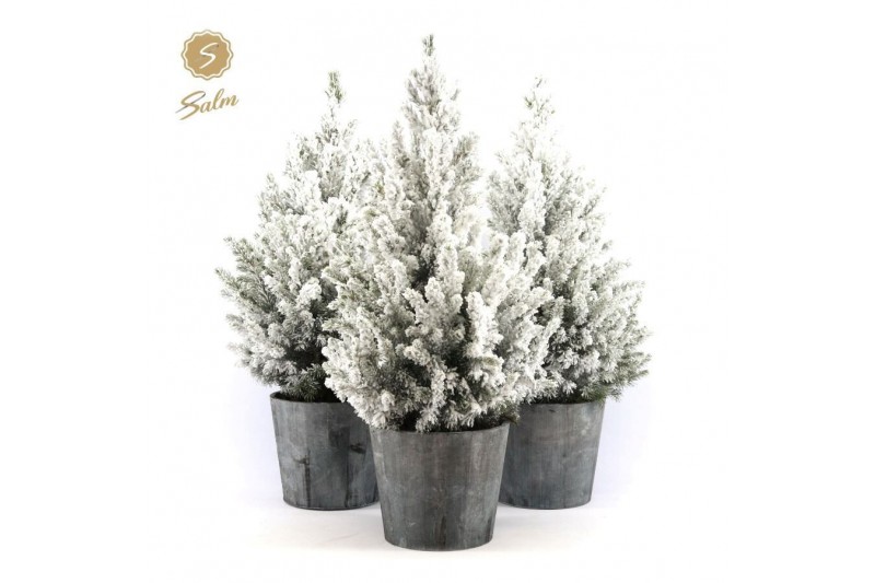 Picea glauca december P19 in Wood + Snow 