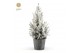 Picea glauca december P19 in Wood + Snow 