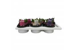 Hyacinthus orientalis mix 5pp - Schaal - 3 kleuren
