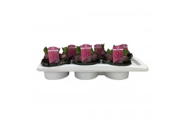Hyacinthus orientalis pink pearl 5pp - Schaal