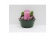 Hyacinthus orientalis pink pearl 5pp - Schaal 
