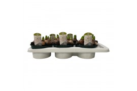 Hyacinthus orientalis white pearl 5pp - Schaal