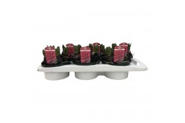 Hyacinthus orientalis jan bos 5pp - Schaal