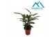 Calathea rufibarba 
