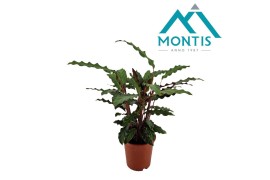 Calathea rufibarba