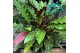 Calathea rufibarba 