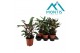 Calathea rufibarba 