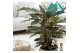 Calathea rufibarba 