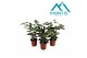 Calathea mix 