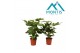 Fatsia japonica Fatsia 17 cm 1 pp 