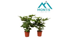 Fatsia japonica Fatsia 17 cm 1 pp