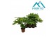 Fatsia japonica Fatsia 17 cm 1 pp 