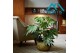 Fatsia japonica Fatsia 17 cm 1 pp 