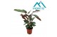 Ctenanthe setosa 