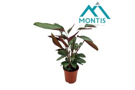 Ctenanthe setosa