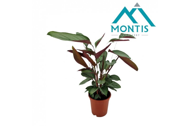 Ctenanthe setosa 