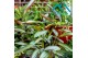 Ctenanthe setosa 